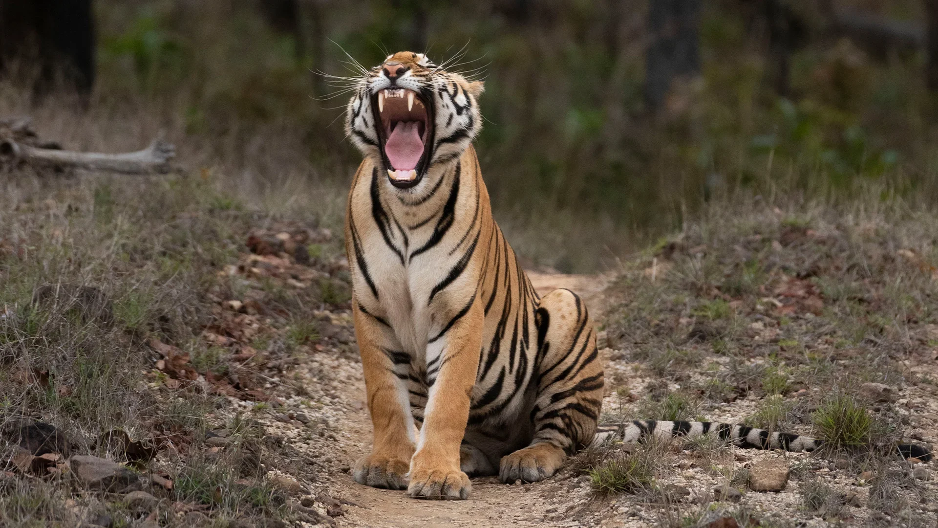 Satpura Tiger Reserve - Satpura, Madhya Pradesh
