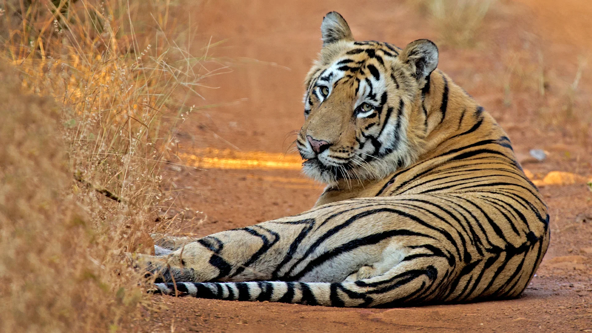 Fauna and Tiger Sightings - Tadoba Tiger Reserve