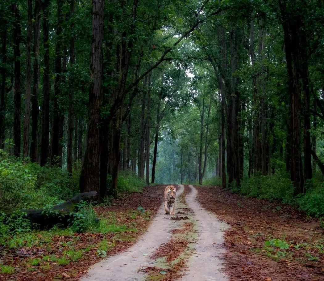 Kanha Amarkantak Maihar Tour Package - Kanha, Madhya Pradesh