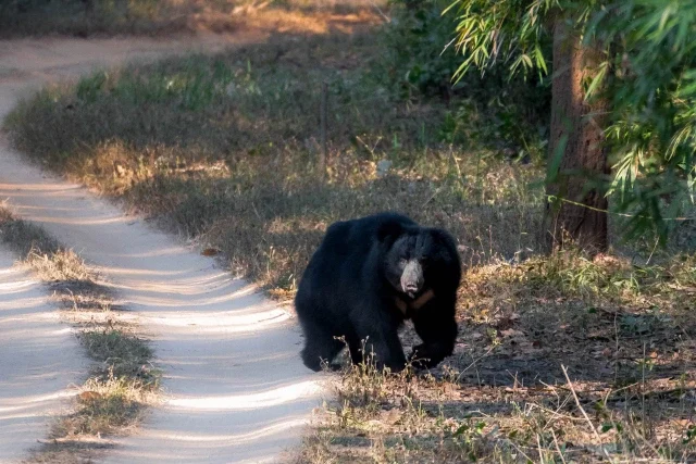 Kanha Khajuraho Orchha Tour Package - Kanha, Madhya Pradesh