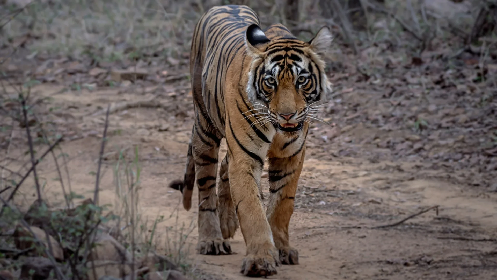 Tiger Safari in India: Best Time, Top Reserves & Booking Guide (2026)
