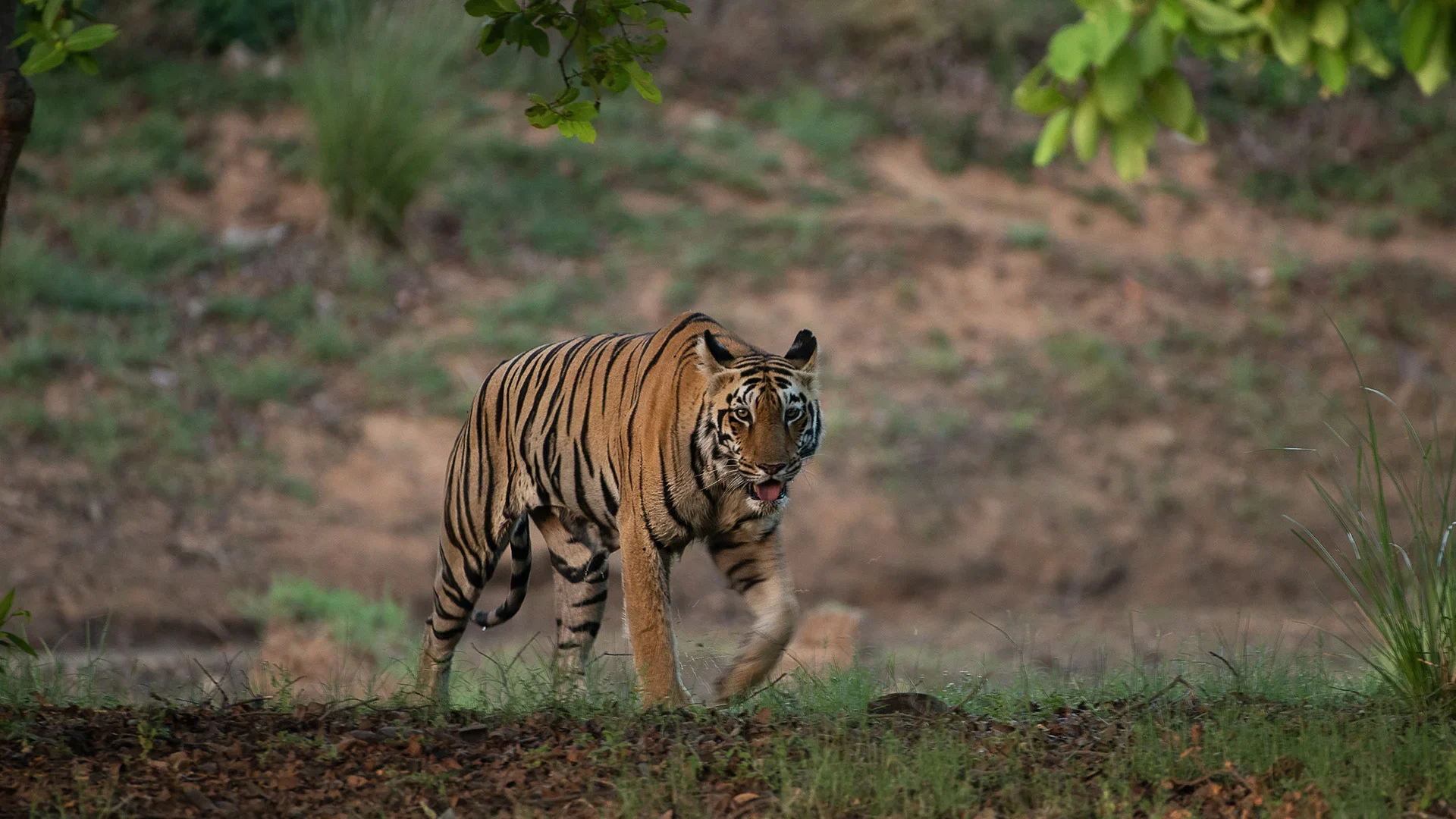 Wildlife in Tadoba