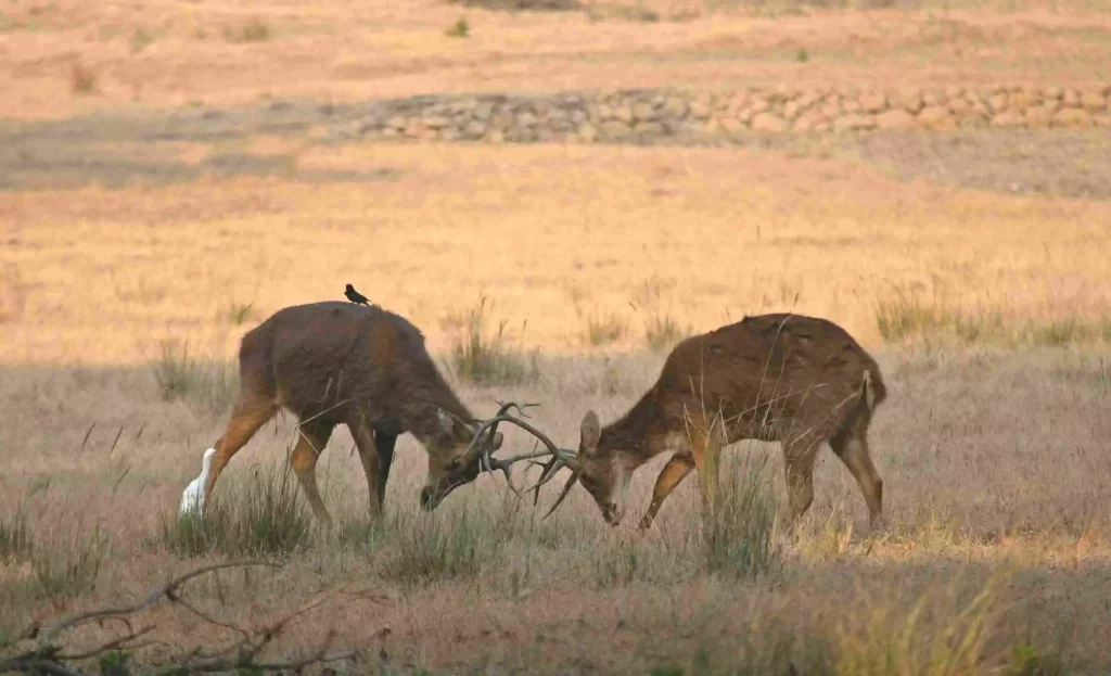 Kanha National Park Tour 3 Nights 4 Days with 3 Jeep Safaris - Kanha, Madhya Pradesh