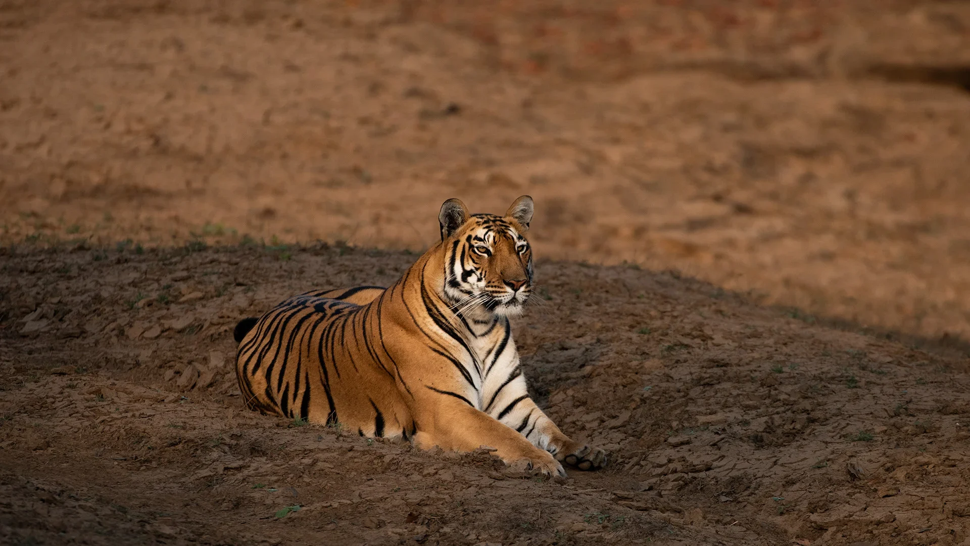 Satpura Tiger Safari Madhai Zone – 2N/3D, 4 Safaris - Satpura, Madhya Pradesh