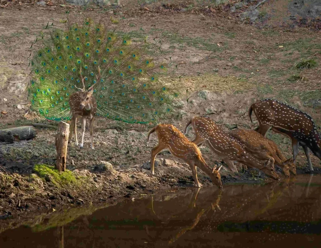 Kanha Family Safari Package 3 Days - Kanha, Madhya Pradesh