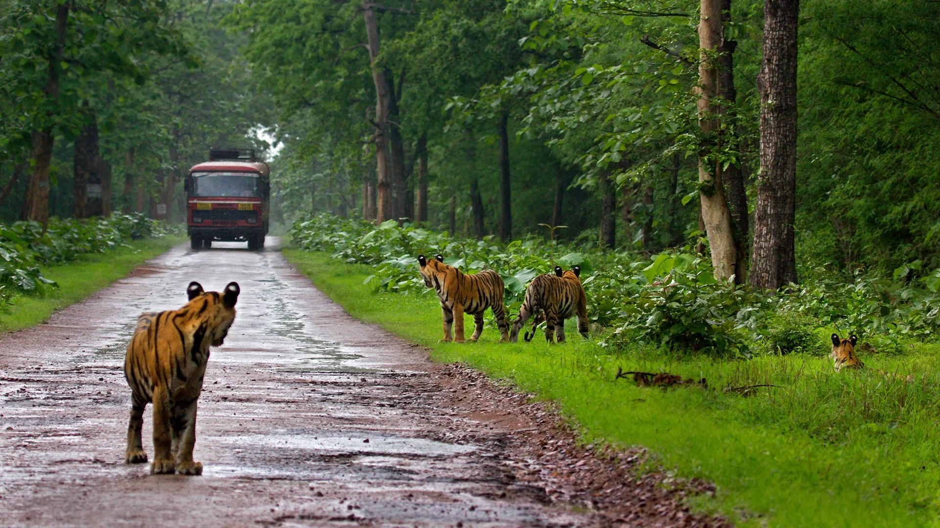 Tadoba Tiger Reserve - Tadoba, Maharashtra