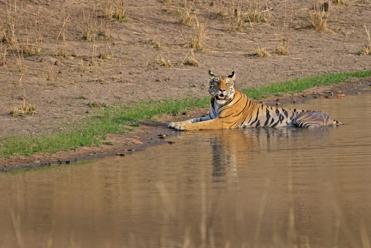 Bandhavgarh Weekend Safari Package – 2 Nights 3 Days - Bandhavgarh, Madhya Pradesh