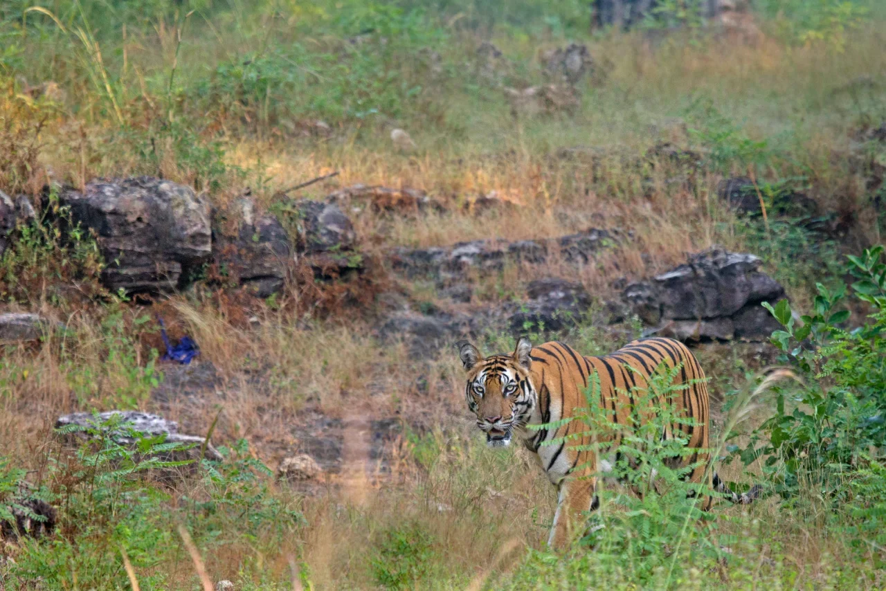 Bandhavgarh Wildlife Safari 4 Days – 4 Tiger Thrilling Safaris - Bandhavgarh, Madhya Pradesh