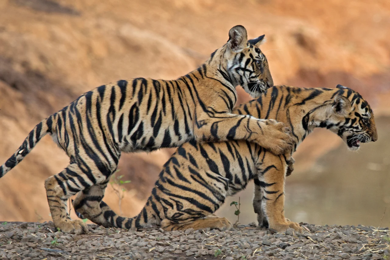 Bandhavgarh Tiger Reserve - Bandhavgarh, Madhya Pradesh