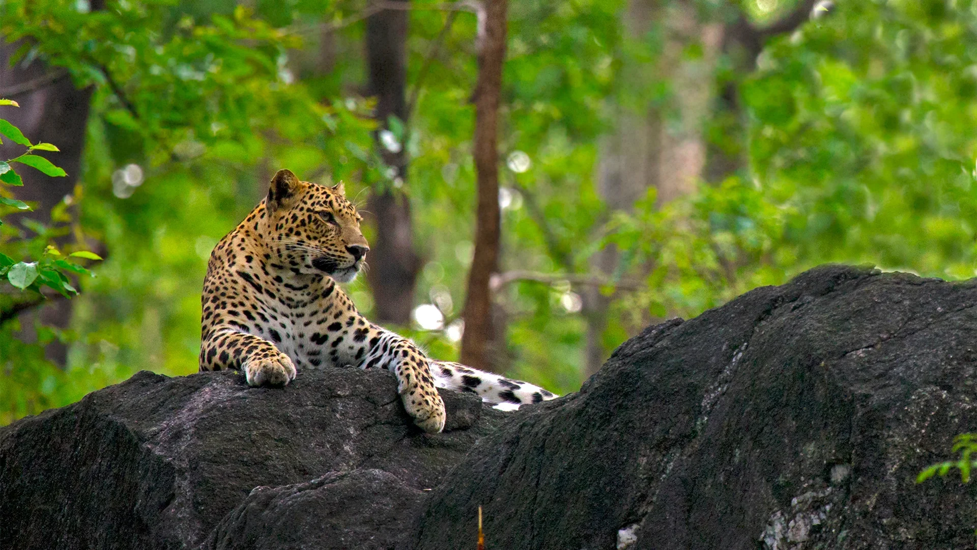 Pench Jungle Safari 3 Nights 4 Days - Pench, Madhya Pradesh