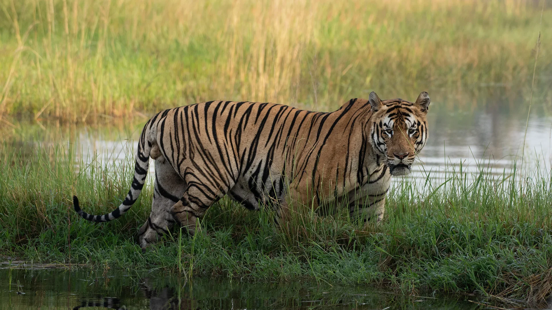 Flora of Tropical Forests - Tadoba Tiger Reserve