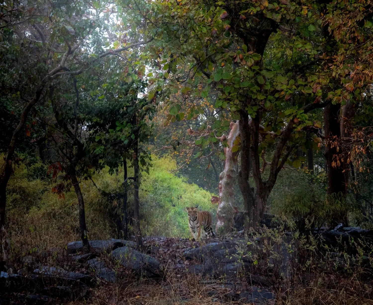 Kanha Pachmarhi Jabalpur Tour Package 7 Nights 8 Days - Kanha, Madhya Pradesh