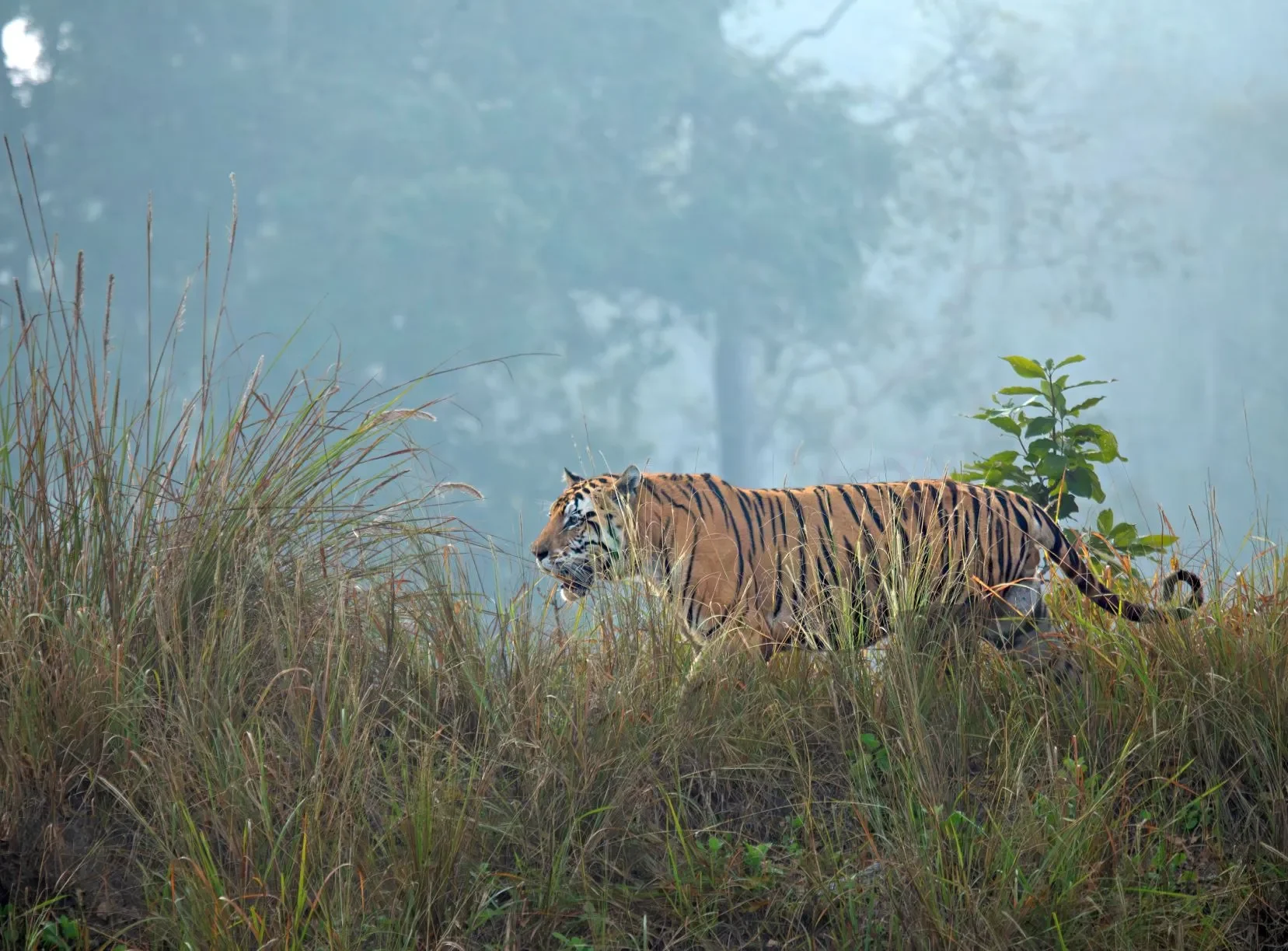 Kanha Bandhavgarh Pench Safari Package 9N/10D - Kanha, Madhya Pradesh