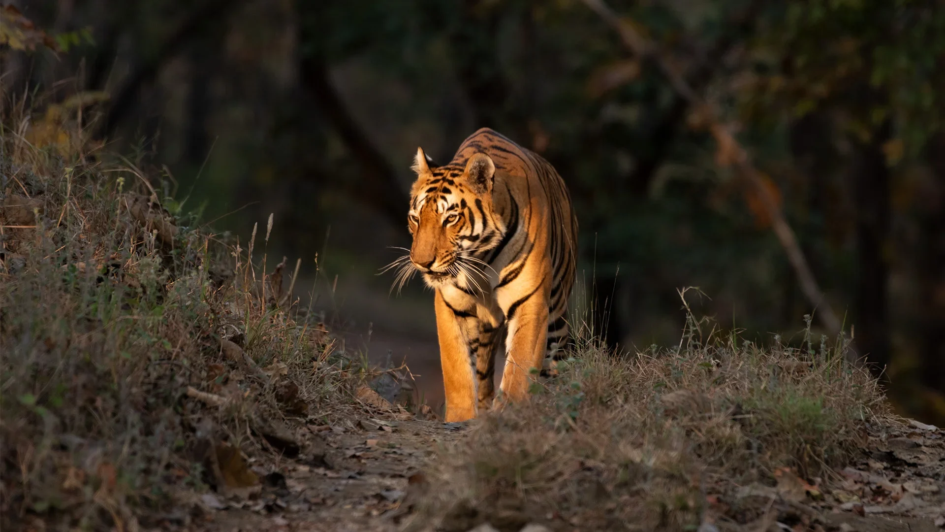 4-Day Madhai Zone Safari Package – Satpura National Park - Satpura, Madhya Pradesh