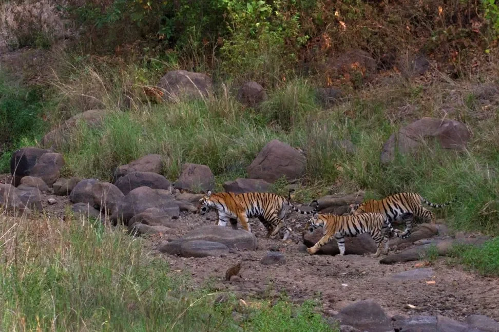 Kanha Safari 1 Night 2 Days - Kanha, Madhya Pradesh