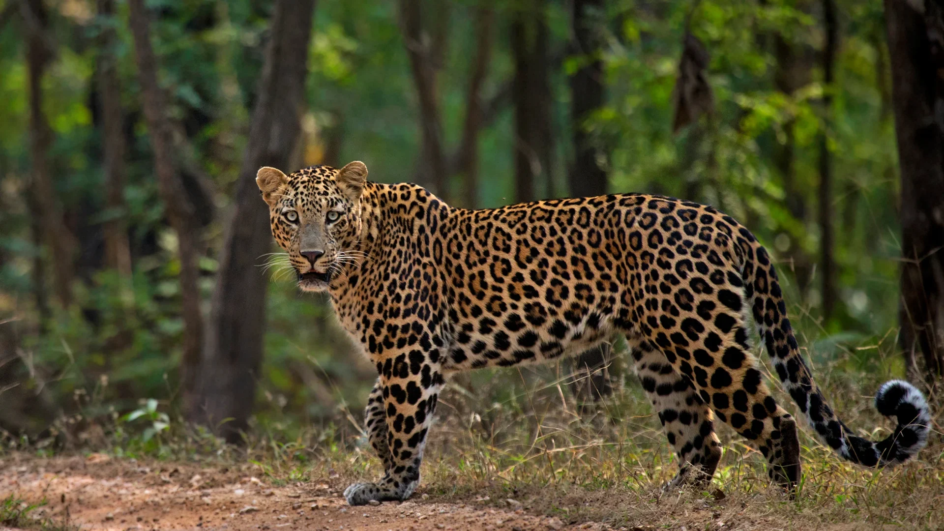 Best Pench Tiger Safari 3 Days 2 Nights - Pench, Madhya Pradesh