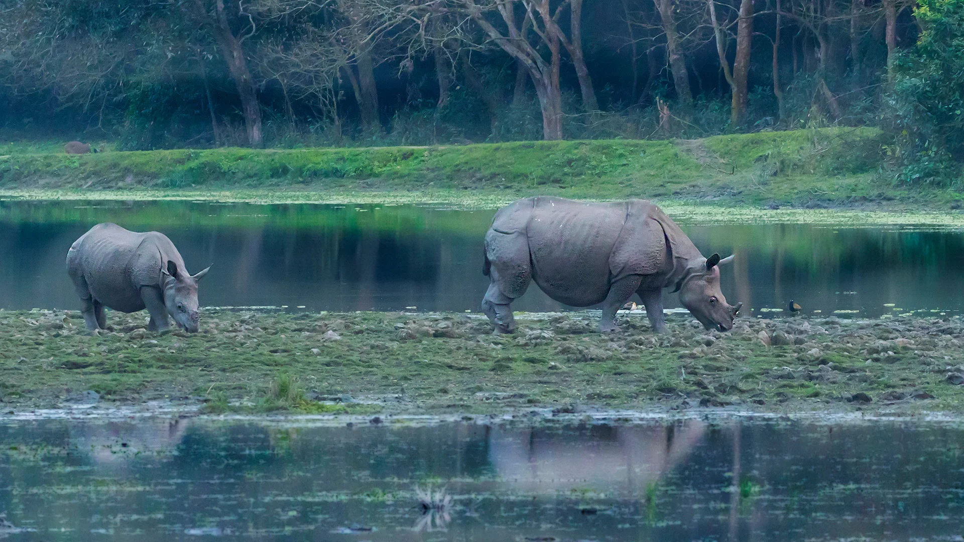 Kaziranga Tiger Reserve - Kaziranga, Assam