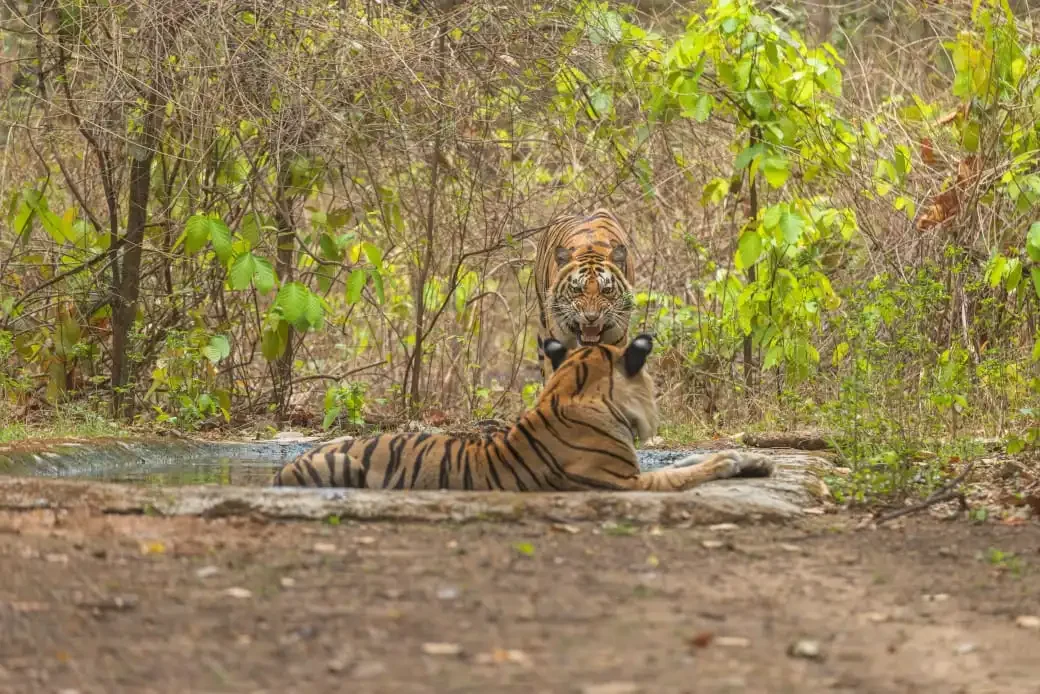 Kanha Family Safari Package - Kanha, Madhya Pradesh