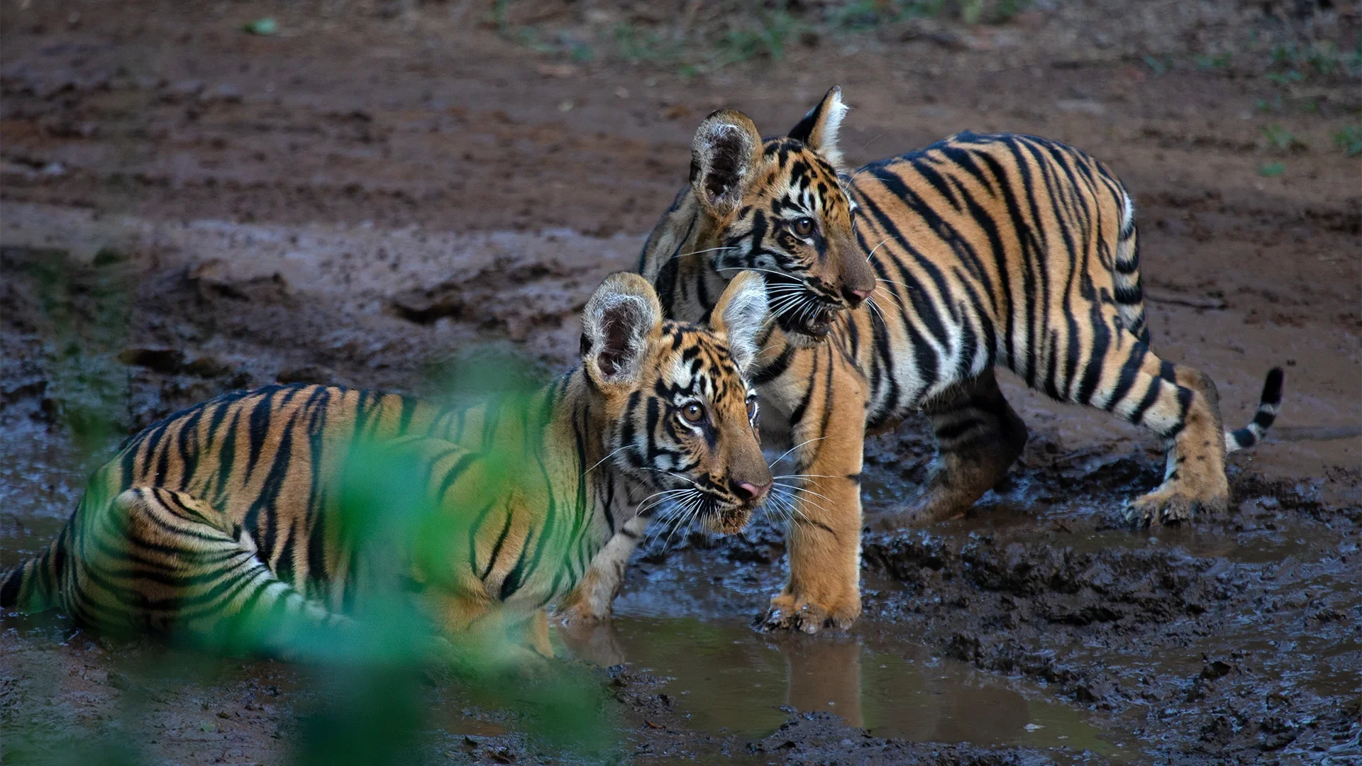 View near Singh Estate Resort Tadoba