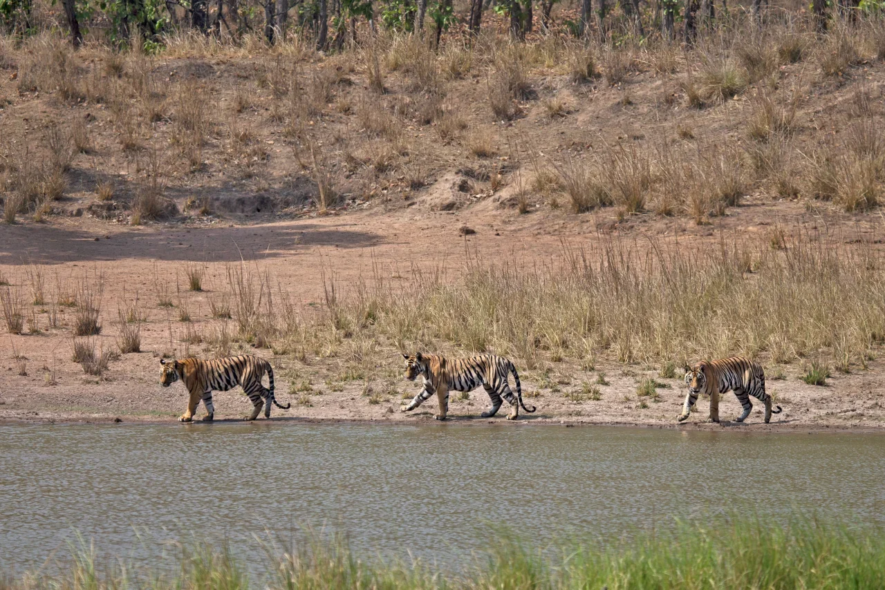 4-Day Jhirna Bijrani Tiger Safari Package in Corbett - Corbett, Uttarakhand