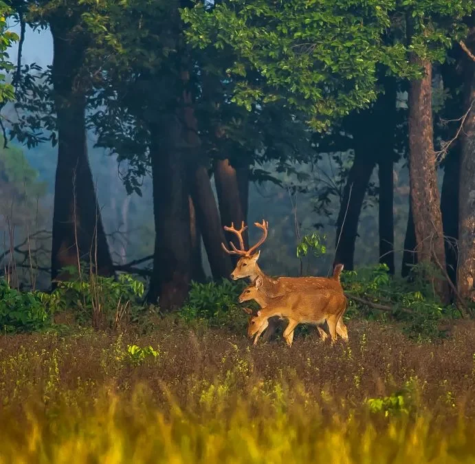 Kanha Safari 2 nights 3 days from Jabalpur or Nagpur - Kanha, Madhya Pradesh