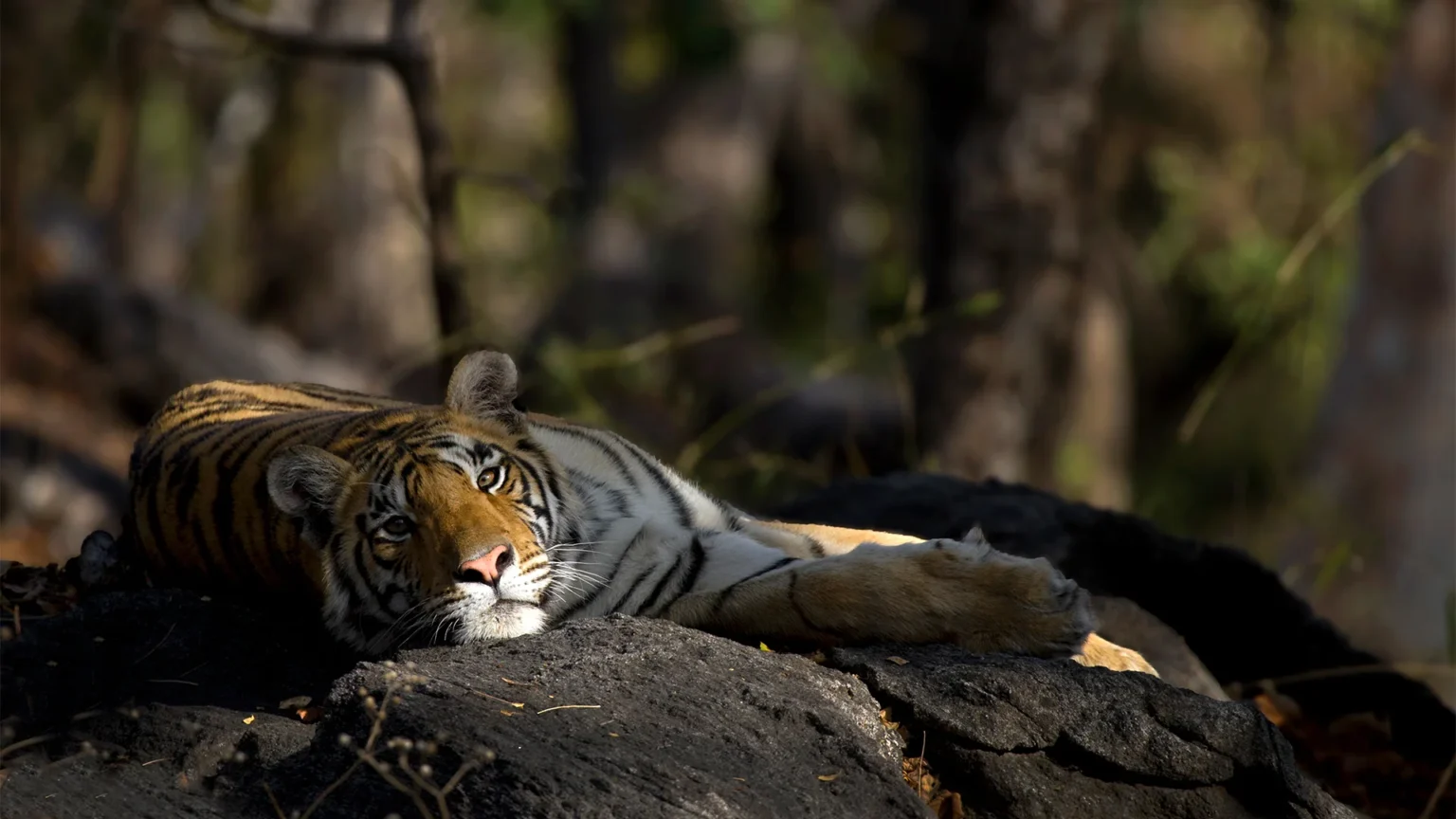 Pench Weekend Safari 2 Nights 3 Days - Pench, Madhya Pradesh