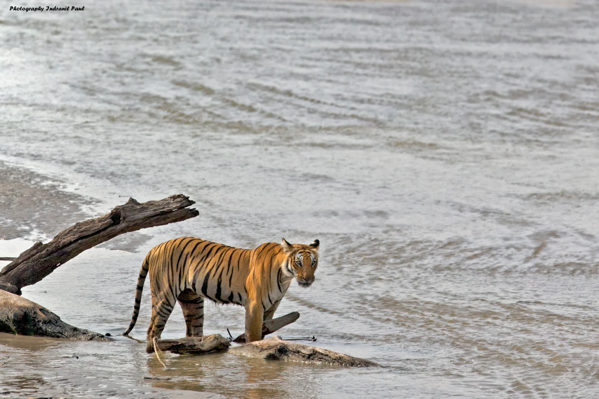 Bengal tiger resting in an Indian forest