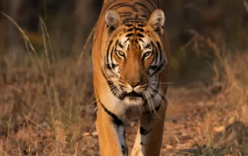 Tiger at Satpura Tiger Reserve