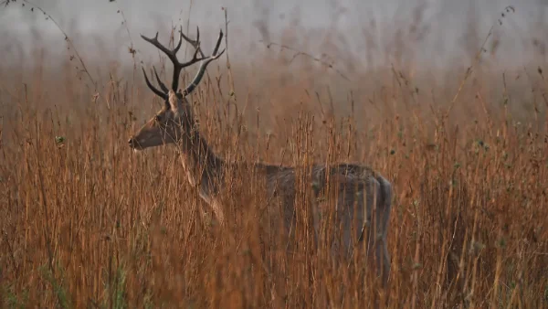 Barasingha deer at Kanha National Park in Central India