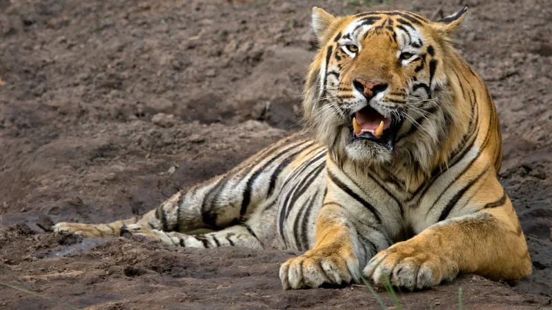 Tiger sitting alert in Tadoba Andhari Tiger Reserve