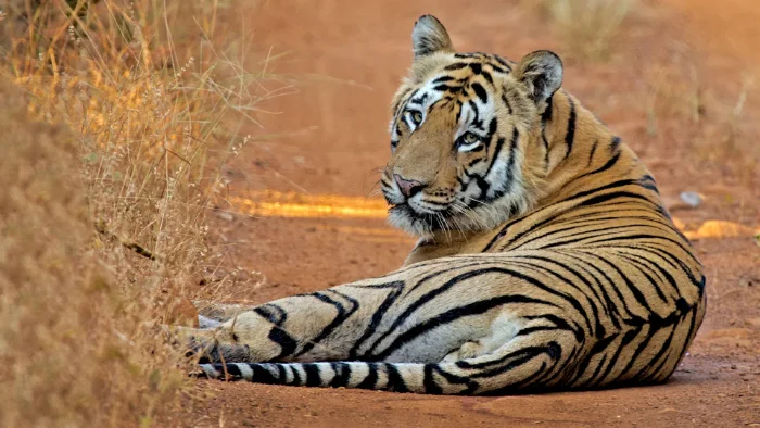 Tiger resting in the forest near Tadoba