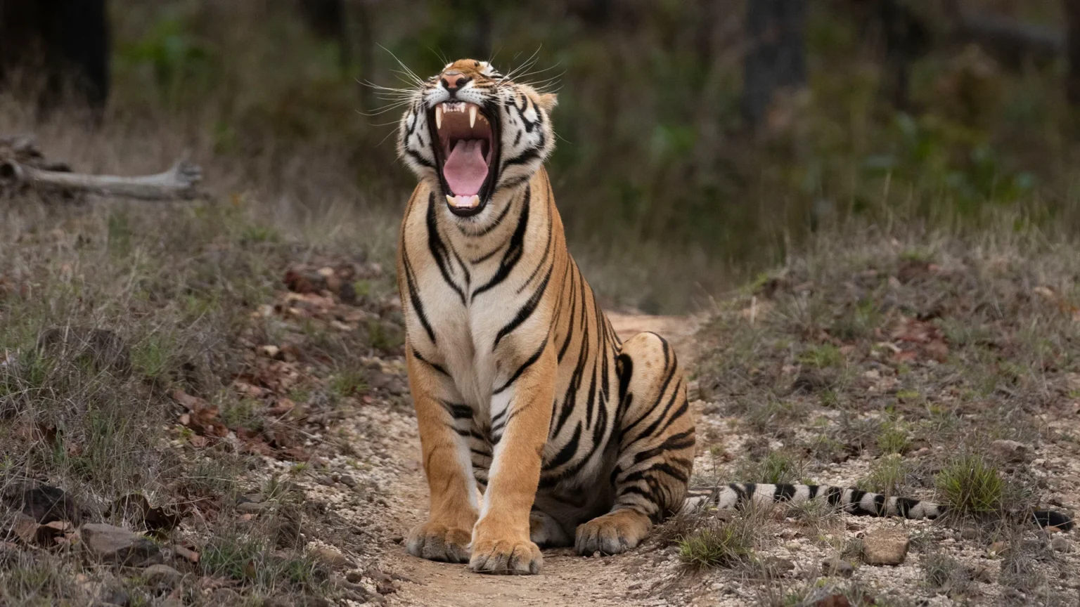 Tiger roaring on a forest track in Satpura Tiger Reserve