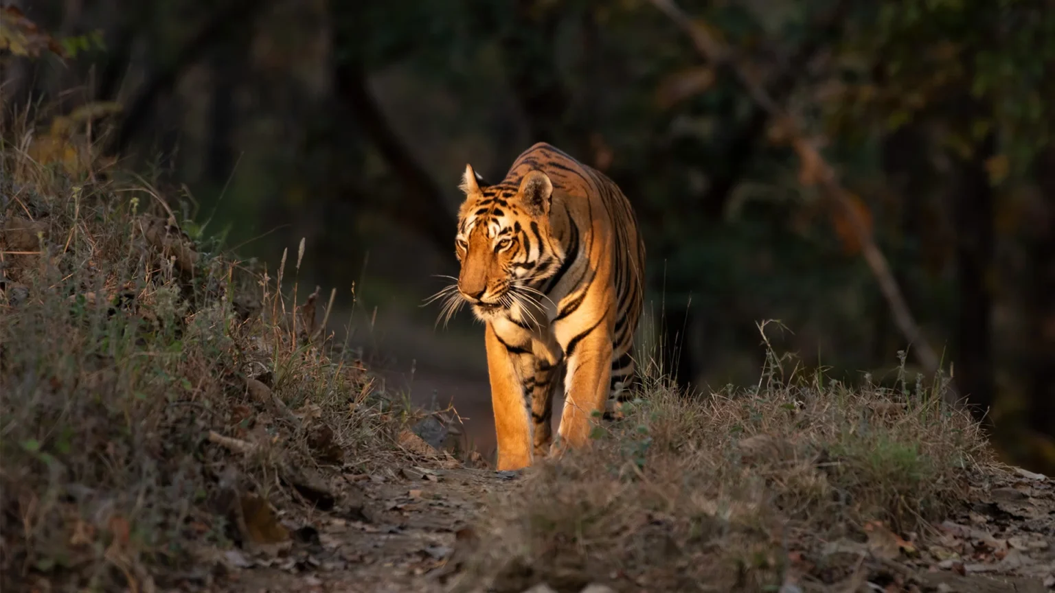Tiger walking along a forest track at dusk in Satpura Tiger Reserve