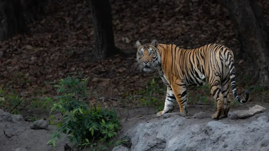 Tiger resting at Bandhavgarh National Park