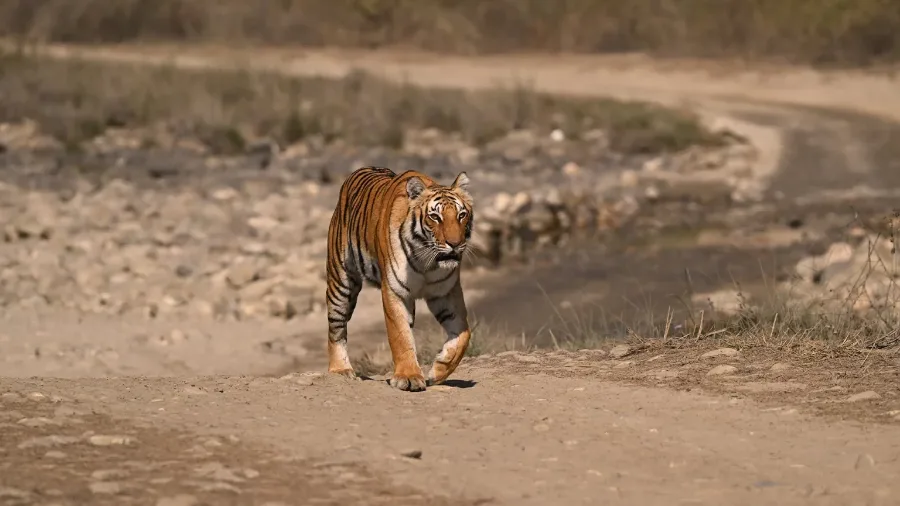 Tiger at Jim Corbett National Park, Uttarakhand