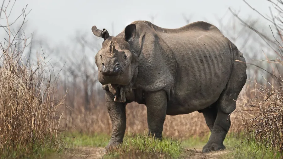 One-horned rhino at Kaziranga National Park