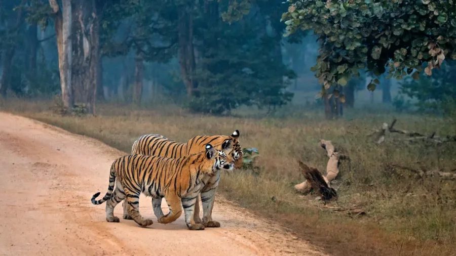 Tiger in Pench forest