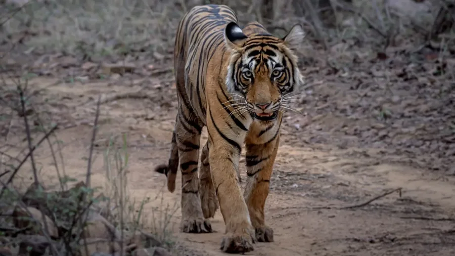 Tiger at Ranthambore National Park, Rajasthan