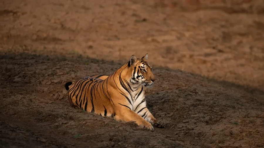 Tiger portrait, Satpura forest
