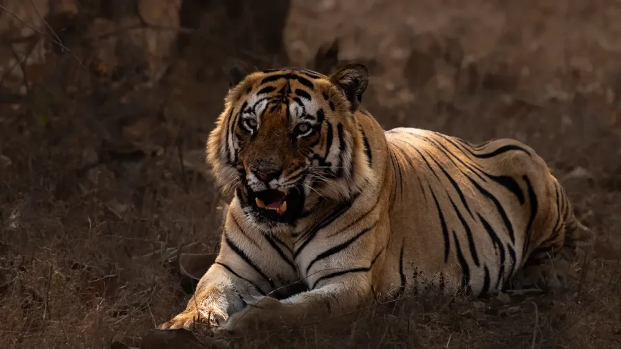Tiger in Tadoba forest, Maharashtra