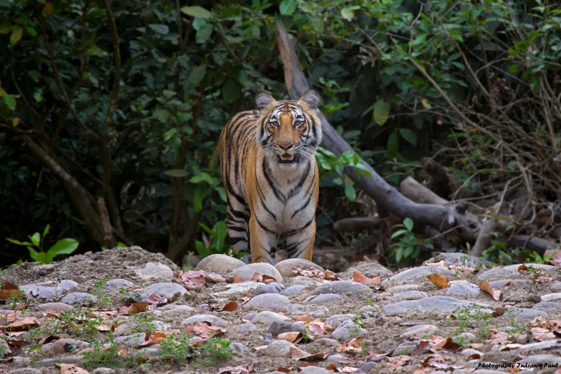 Tiger facing the camera on a jungle safari in Jim Corbett National Park