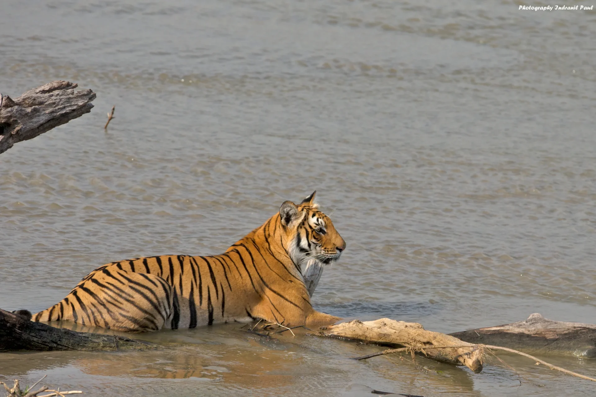 Tiger resting by a lake on a jungle safari in India