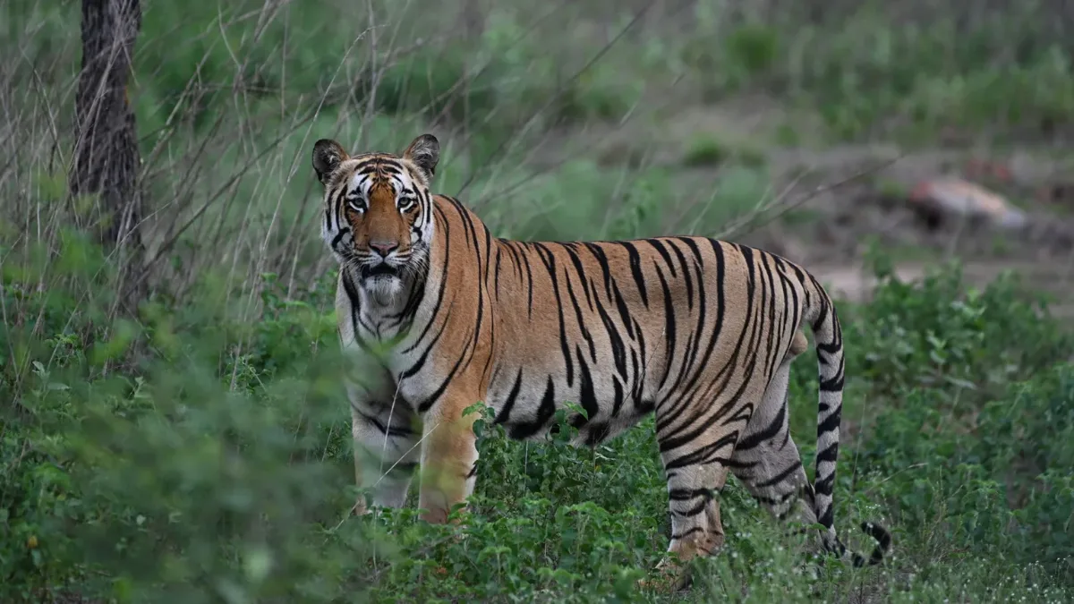 Male tiger standing alert in Tadoba Andhari Tiger Reserve