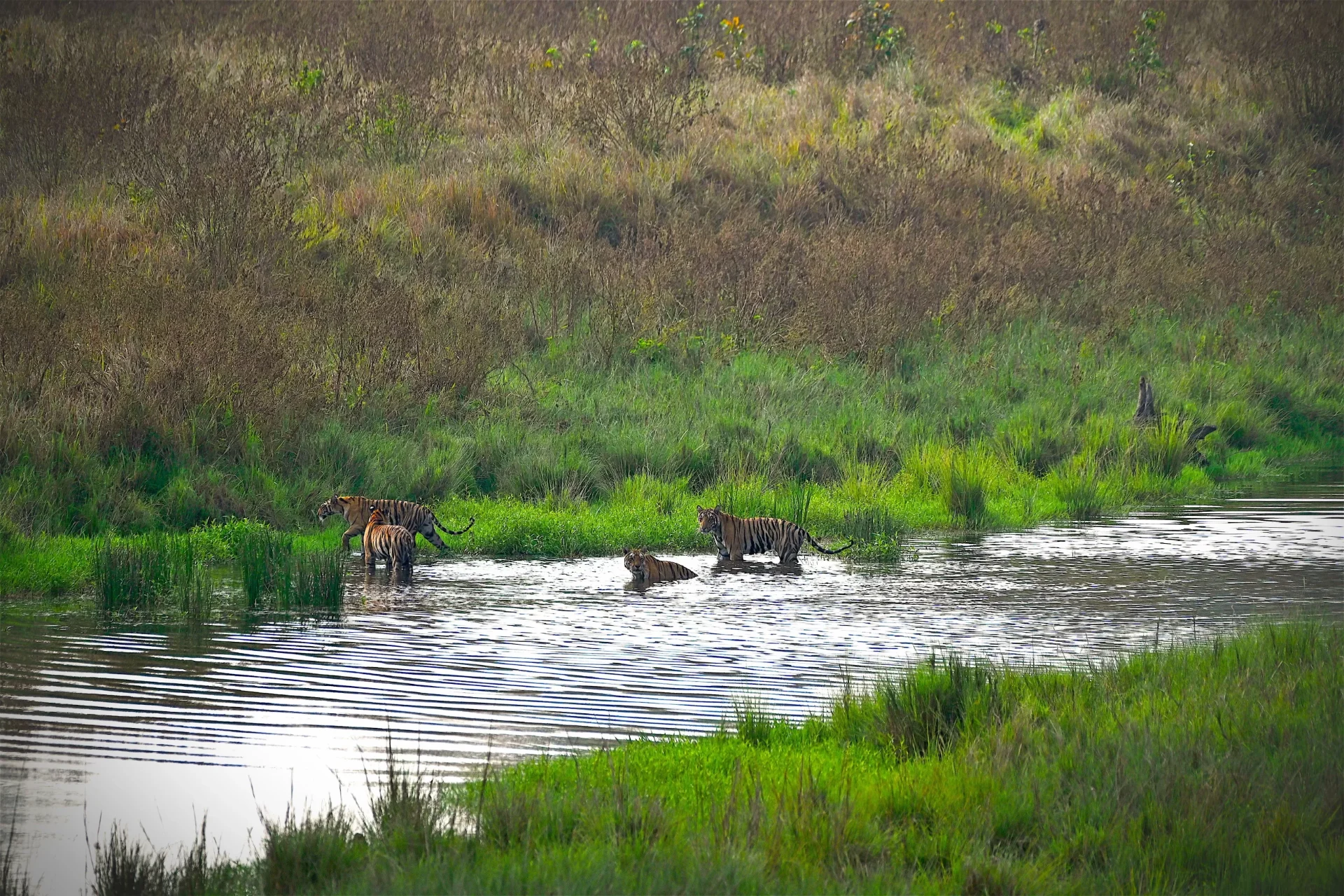 Bengal tiger on a rock above a forest lake at sunrise with a safari jeep in the distance