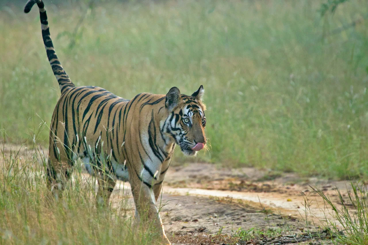 Two deer sparring in a meadow on a Kanha National Park tour package