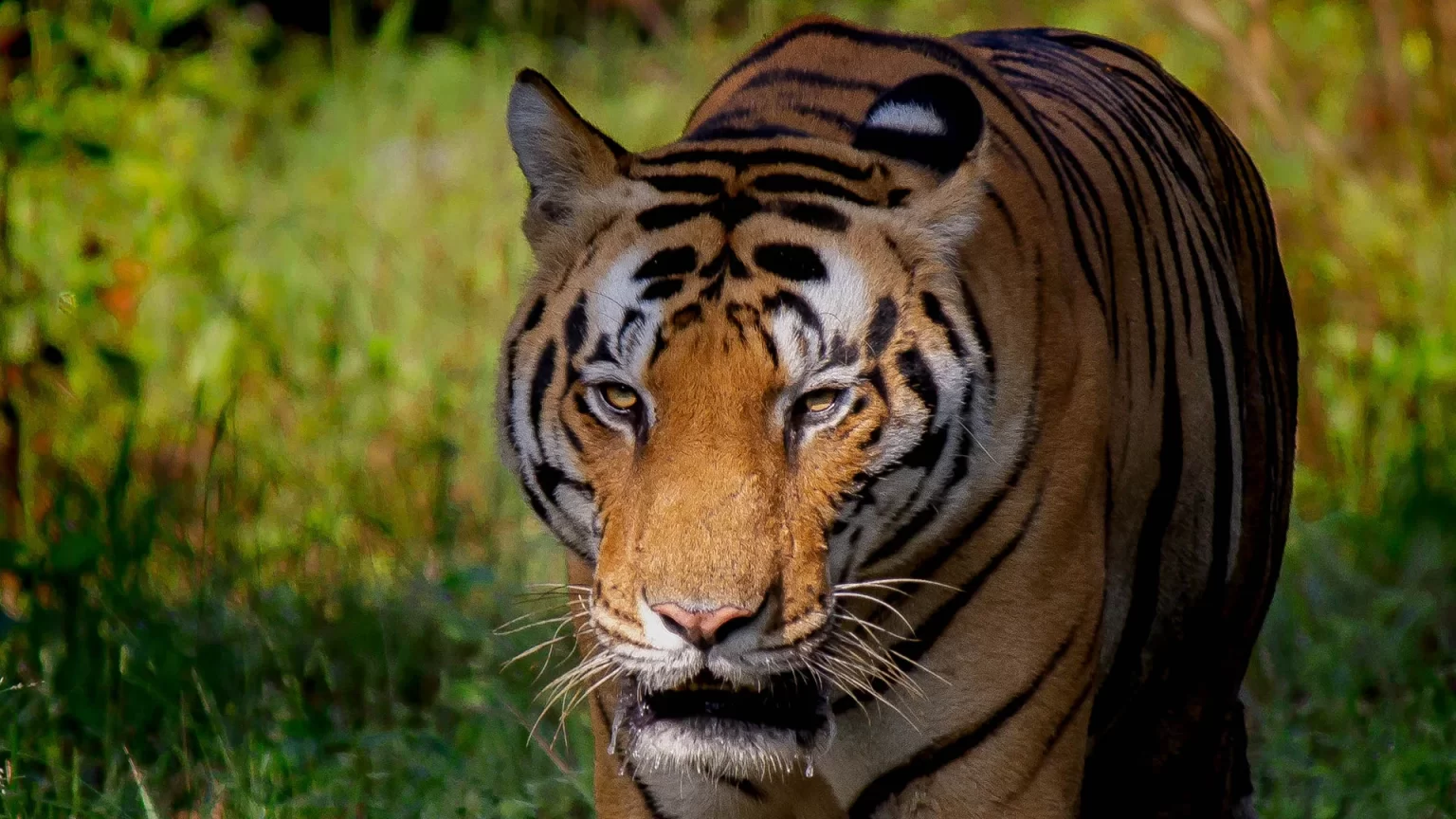 Bengal tiger in the green forest of Kanha Tiger Reserve