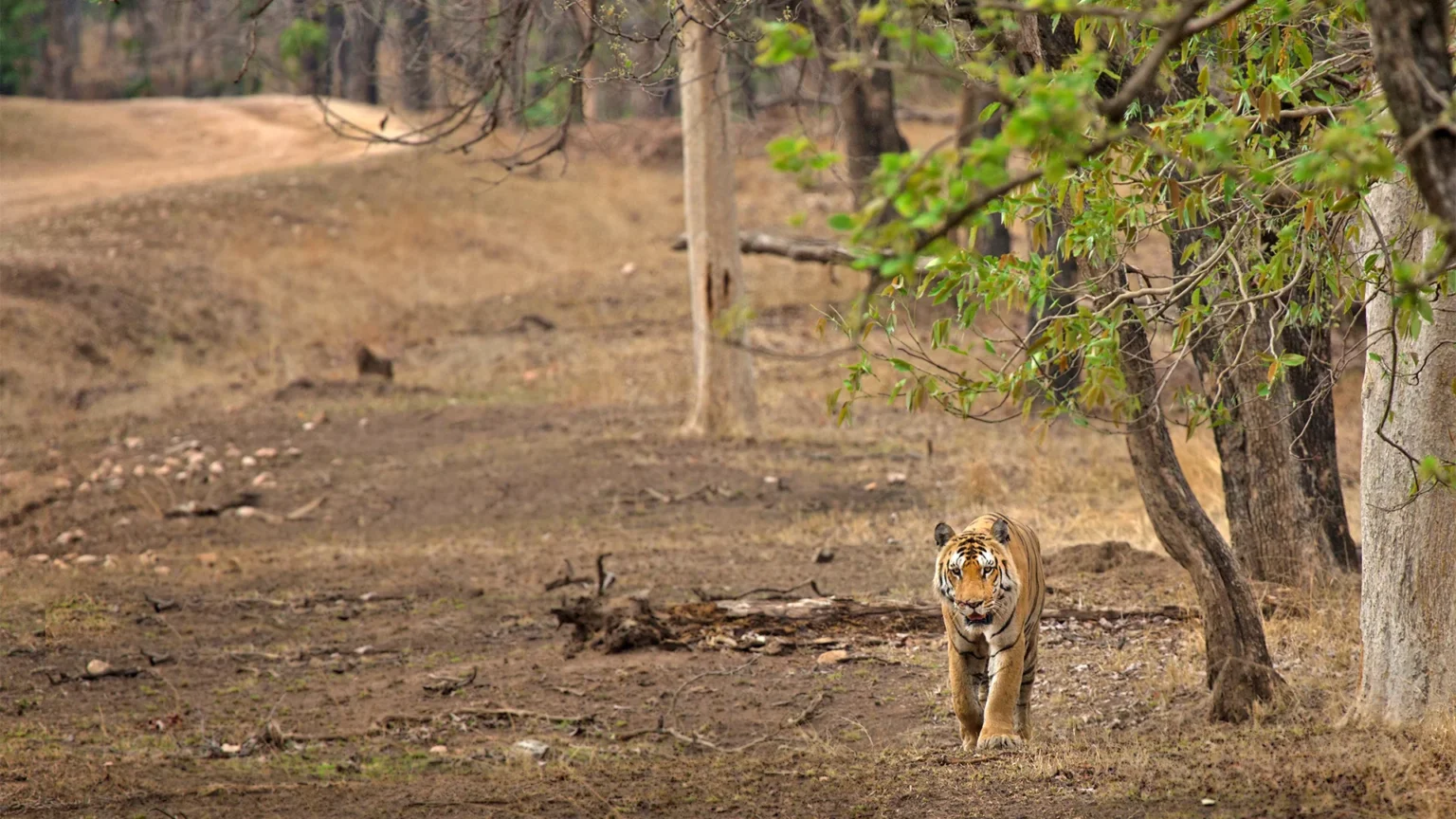 Tiger walking through the forest in Pench Tiger Reserve