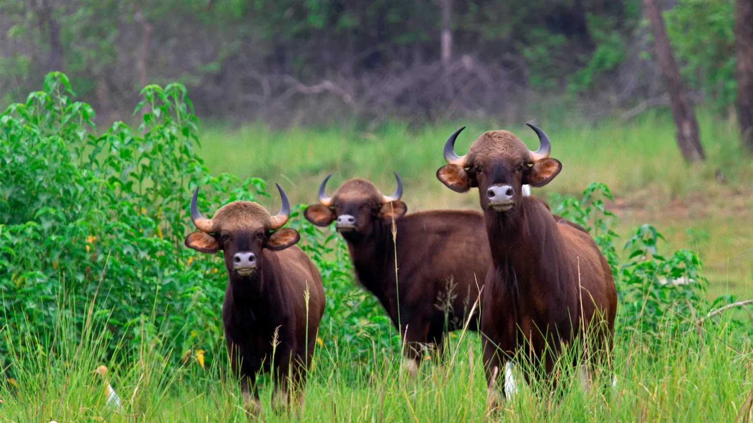 Ramdegi Navegaon Zone in Tadoba Andhari Tiger Reserve