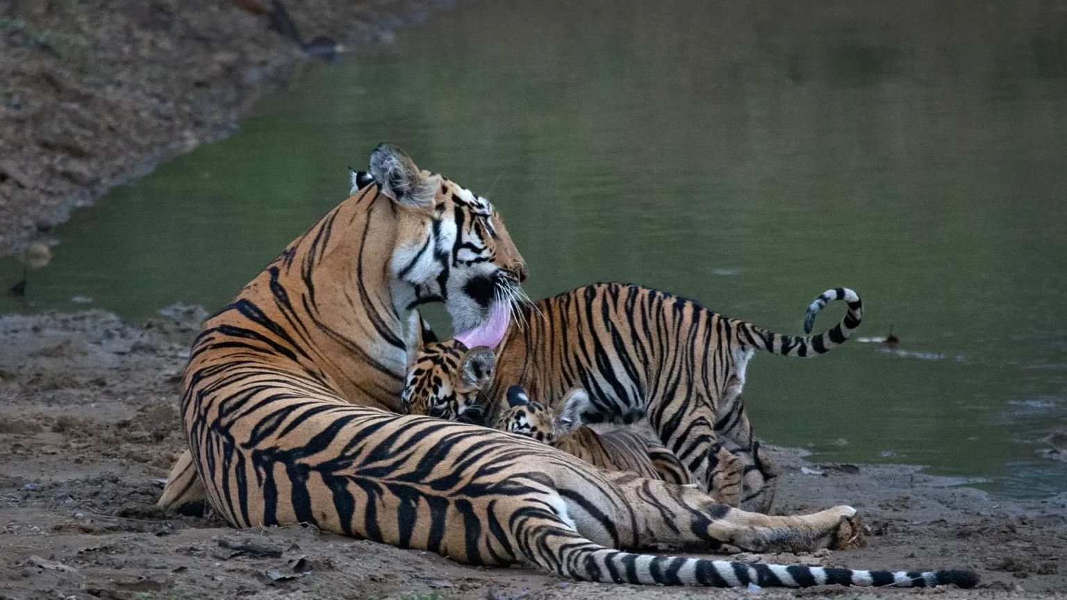 Moharli Zone in Tadoba Andhari Tiger Reserve