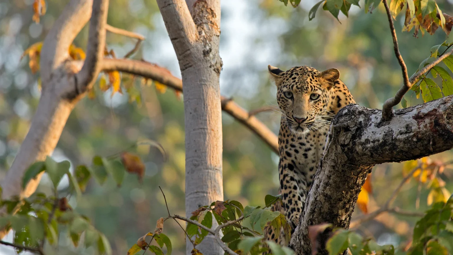 Kolara Zone in Tadoba Andhari Tiger Reserve
